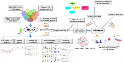 Identification of immuno-infiltrating MAP1A as a prognosis-related biomarker for bladder cancer and its ceRNA network construction